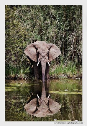 Elephant drinking water by the waterhole at Jimmy's Place Dinokeng